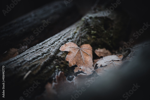 Frost-covered dry autumn leaf on a dark blurred background