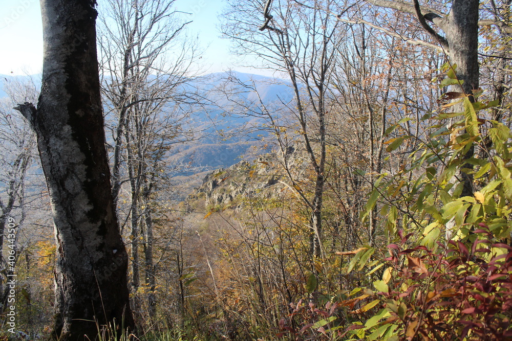 Naklejka premium deciduous trees in the snow in the mountains