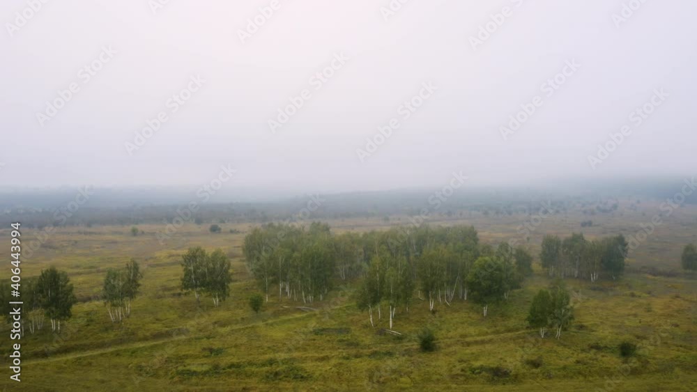 Lush birch tree grove,an autumn foggy countryside,aerial view,Czechia.
