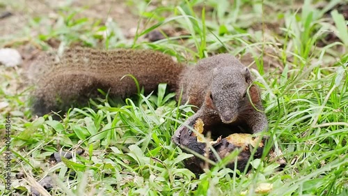 Little cute squirrel enjoy eating delicious grill potato on grass floor. Wild forest animal.
