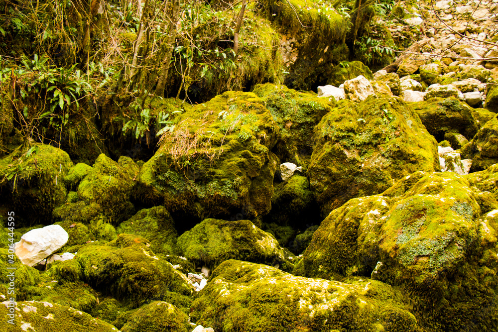 Moss on the rocks, nature background, green moss Moss on the rocks, nature background, green moss