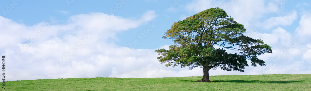 Single lonely tree in green field during summer Single lonely tree in green field during summer