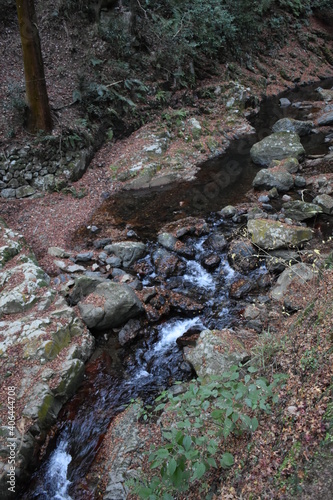 stream in the forest