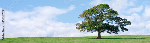 Single lonely tree in green field during summer