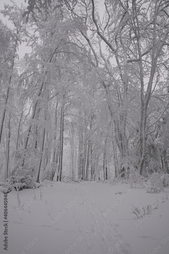 Obraz premium Snow covered forest in winter