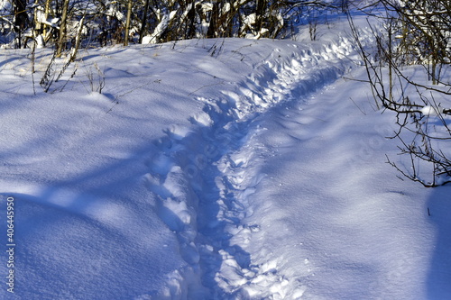 path through the snowy forest