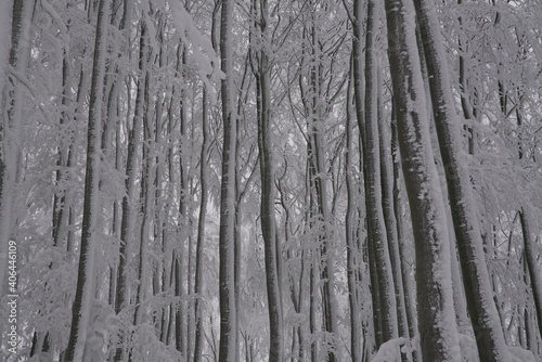 Snow covered forest in winter © Timelapse Frankfurt