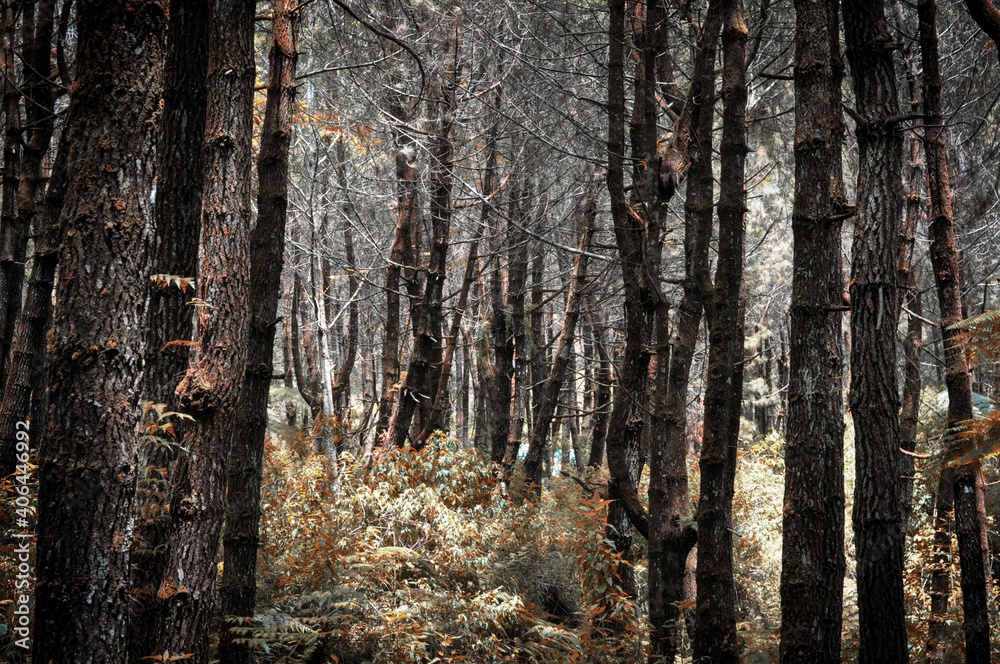 Obraz premium forest on the morning