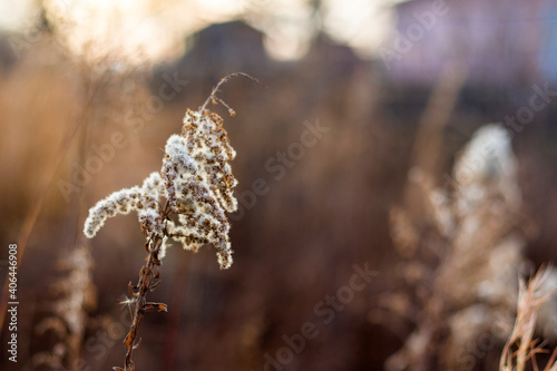 Dry plants and flowers close-up and macro, autumn colors in the field at sunset