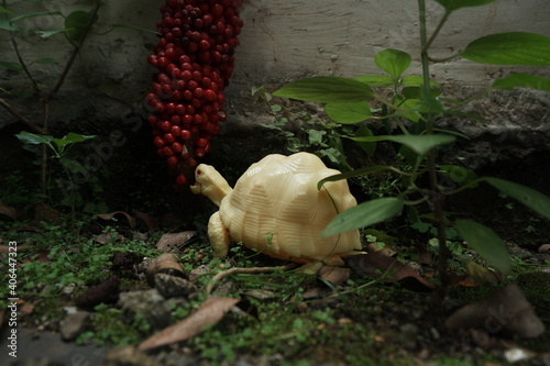 Little Albino Tortoise Trying to Eats Red Berry From The Other Perspective