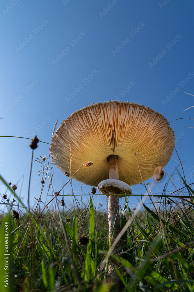 mushroom in the grass mushroom in the grass
