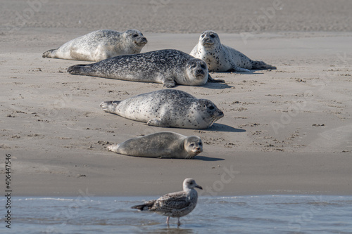 seagulls on the beach