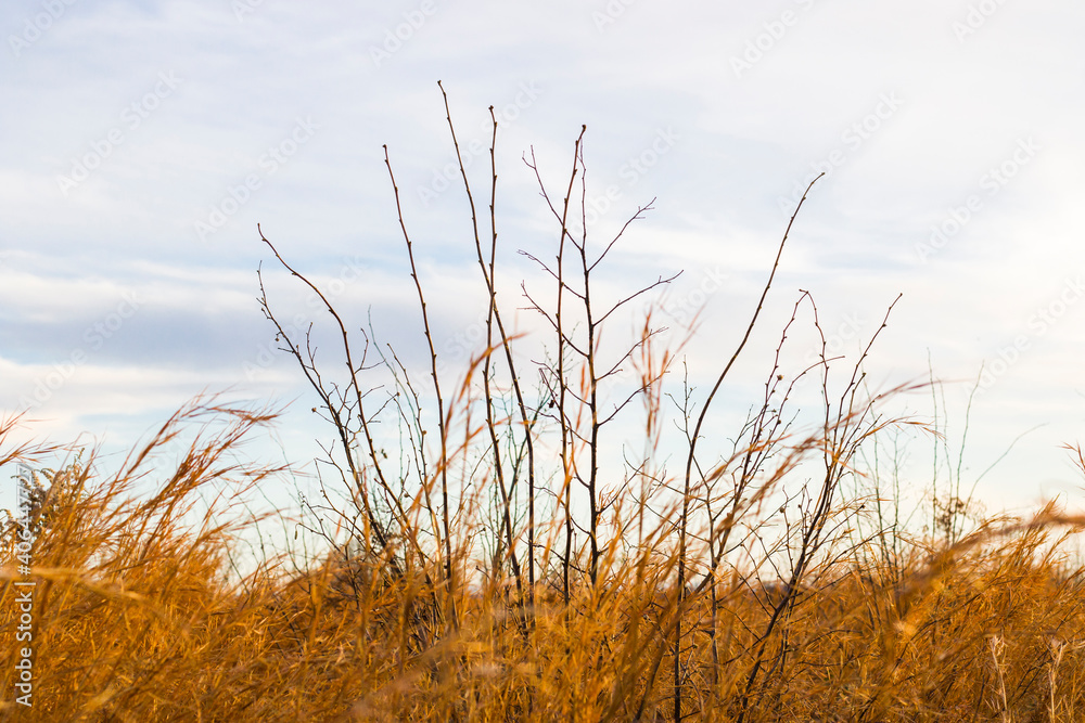 Dry plants and flowers close-up and macro, autumn colors in the field at sunset Dry plants and flowers close-up and macro, autumn colors in the field at sunset