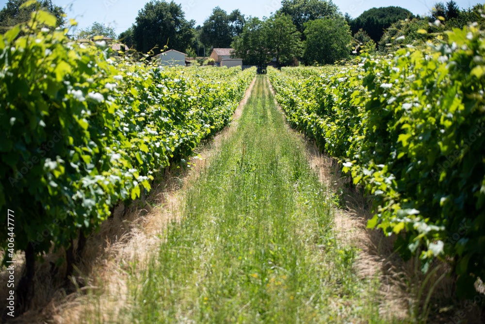 Obraz premium FRA - ILLUSTRATION AOC COGNAC