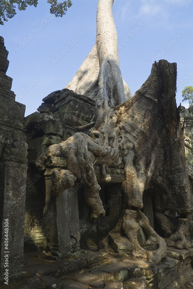 Kapok tree invading the ruins of Preah Khan temple, Angkor, Siem Reap, Cambodia,  Asia
