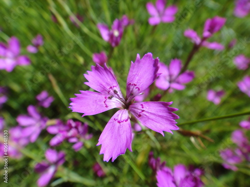 garden flowers