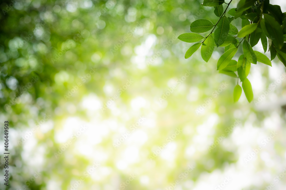 Concept nature view of green leaf on blurred greenery background in garden and sunlight with copy space using as background natural green plants landscape, ecology, fresh wallpaper concept. Concept nature view of green leaf on blurred greenery background in garden and sunlight with copy space using as background natural green plants landscape, ecology, fresh wallpaper concept.