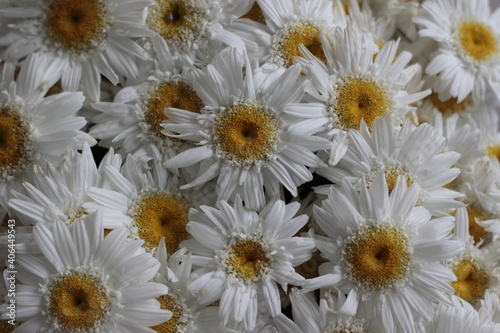 daisies in a garden