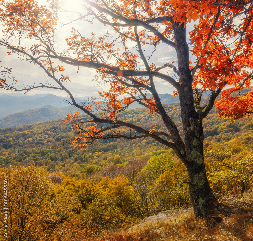 Autumn forest on a hillside. Golden autumn in the forest. Adygea, Russia Autumn forest on a hillside. Golden autumn in the forest. Adygea, Russia