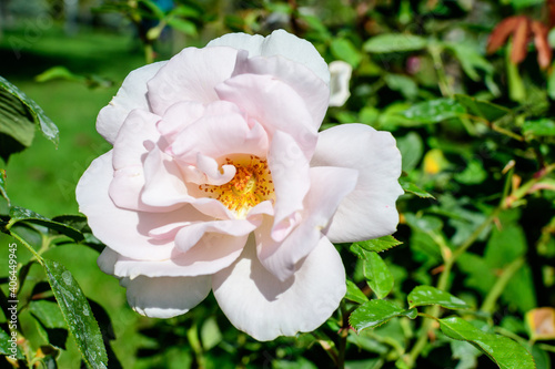 One delicate fresh white rose and green leaves in a garden in a sunny summer day, beautiful outdoor floral background photographed with soft focus.