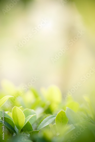 Concept nature view of green leaf on blurred greenery background in garden and sunlight with copy space using as background natural green plants landscape, ecology, fresh wallpaper concept. © Torkiat8