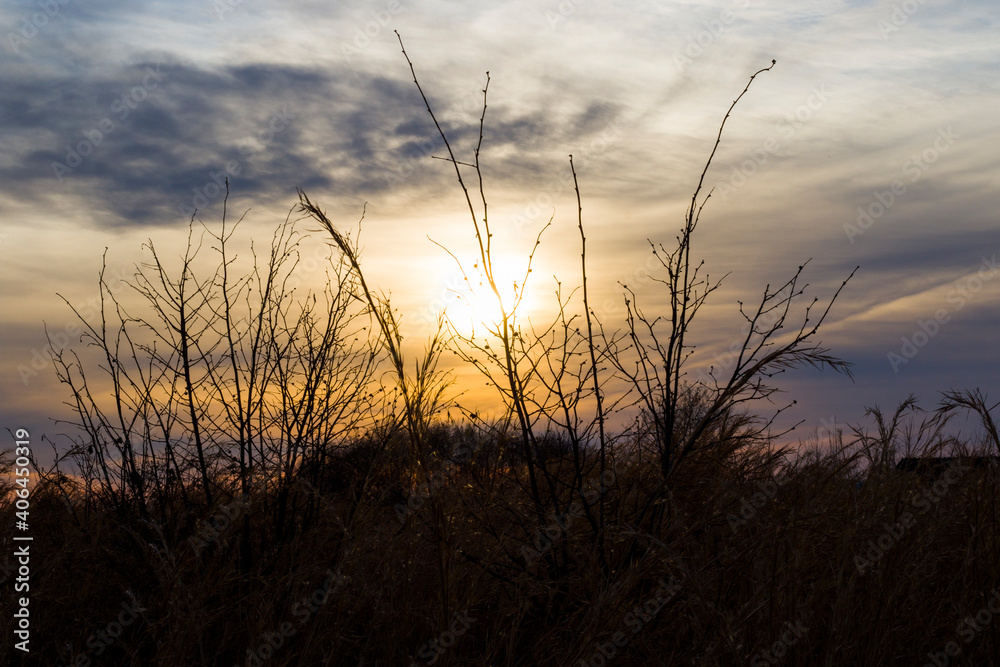Obraz premium Landscape and view of the field during sunset, trees and plants shadows