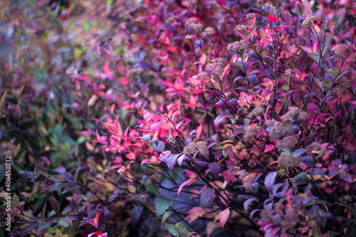 flowers in the garden