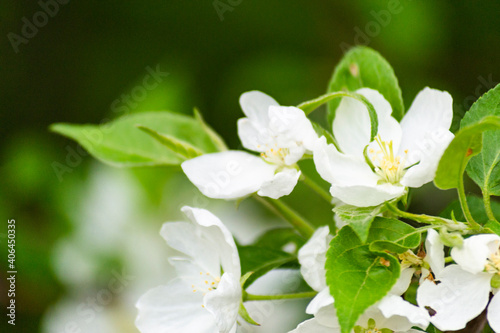 White flowers of an apple tree close-up. Blurred green background. Spring garden concept.
