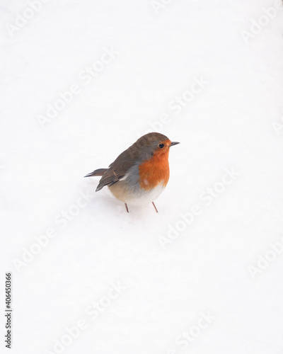 Robin in snow © Dave Harrison-Ward