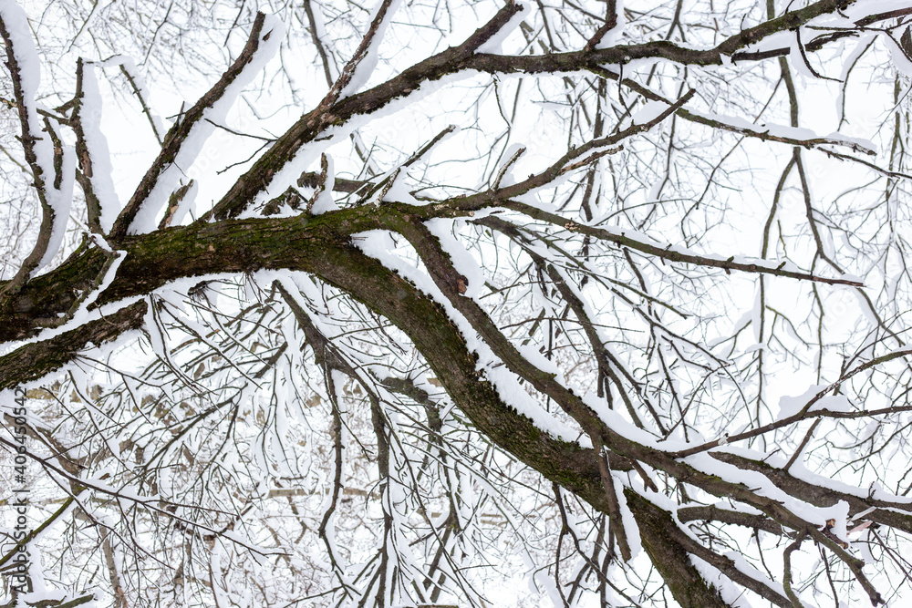 Branches of trees covered with snow. Branches of trees covered with snow.