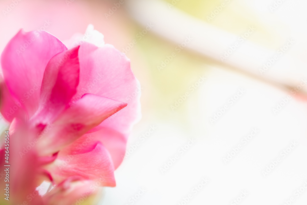 Concept nature view of White and pink flowers on blurred greenery background in garden and sunlight with copy space using as background natural green plants landscape, ecology, fresh wallpaper concept