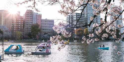 Cuadro en lienzo Cherry blossoms and people rowing boats on Shinobazu Pond in Ueno Park, Tokyo, J
