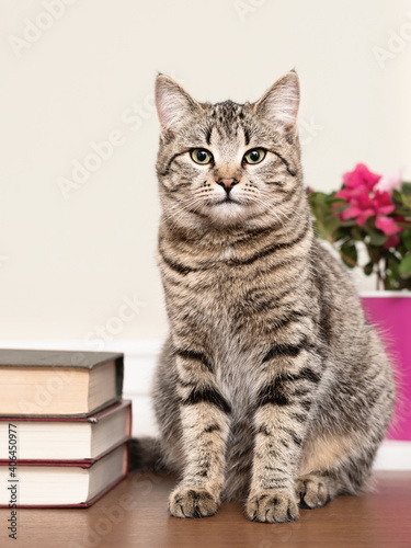 Tabby cat sitting on the table with books vertical shot
