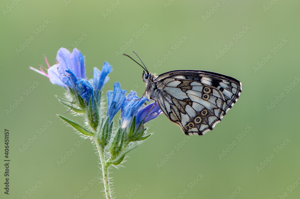 a butterfly Melanargia galathea on a pink field flower awaits dawn spreading its wings a butterfly Melanargia galathea on a pink field flower awaits dawn spreading its wings