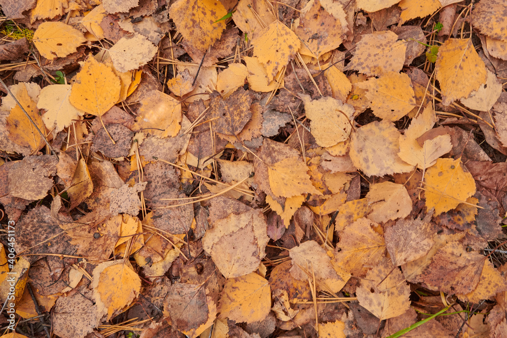 withered fallen birch foliage covering the ground in the autumn forest background 