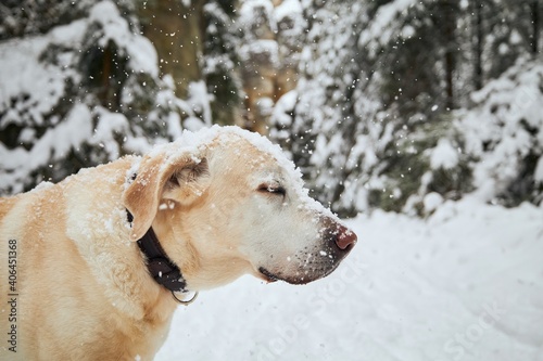 Snowy head of of labrador retriever. Cute portrait dog in winter nature during snowing.