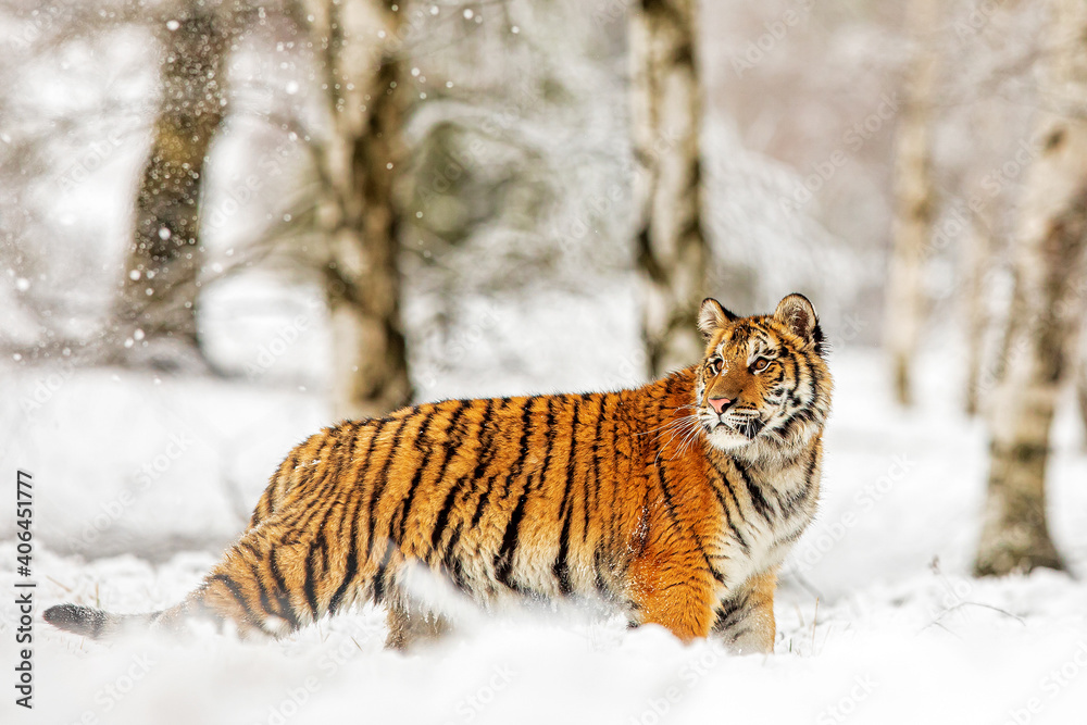 Obraz premium young male Siberian tiger (Panthera tigris tigris) something disturbed him, he turned his head