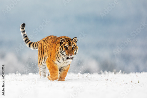 young male Siberian tiger (Panthera tigris tigris) on a snowy horizon approaching
