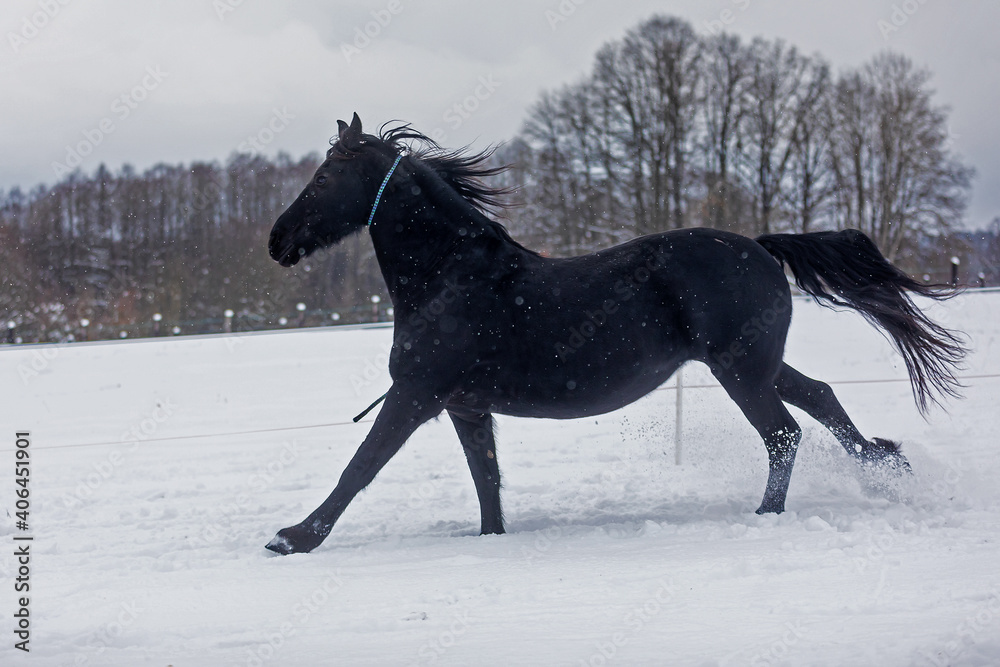 female Friesian horse runs through the pasture at the beginning of the snowfall female Friesian horse runs through the pasture at the beginning of the snowfall