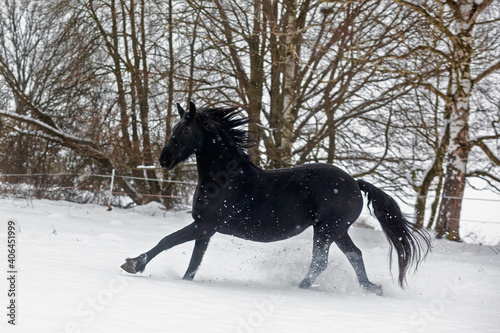 female Friesian horse gallops in the snow that flies away from his hooves