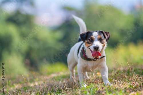 Jack Russell Terrier is running happily in a natural environment