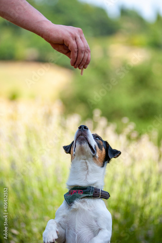 Jack Russell Terrier with bandana is standing on two legs to catch treat from trainer's hand. Training a dog