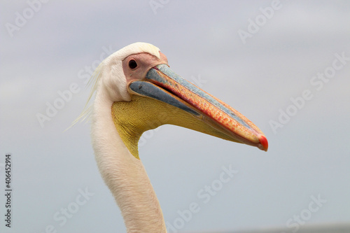 Great white pelican (Pelecanus onocrotalus) - Walvis Bay, Namibia, Africa