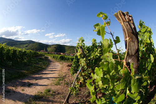 alsacian vineyard photo