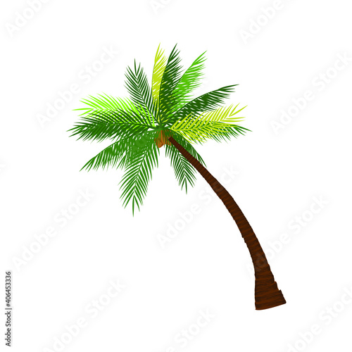 palm tree