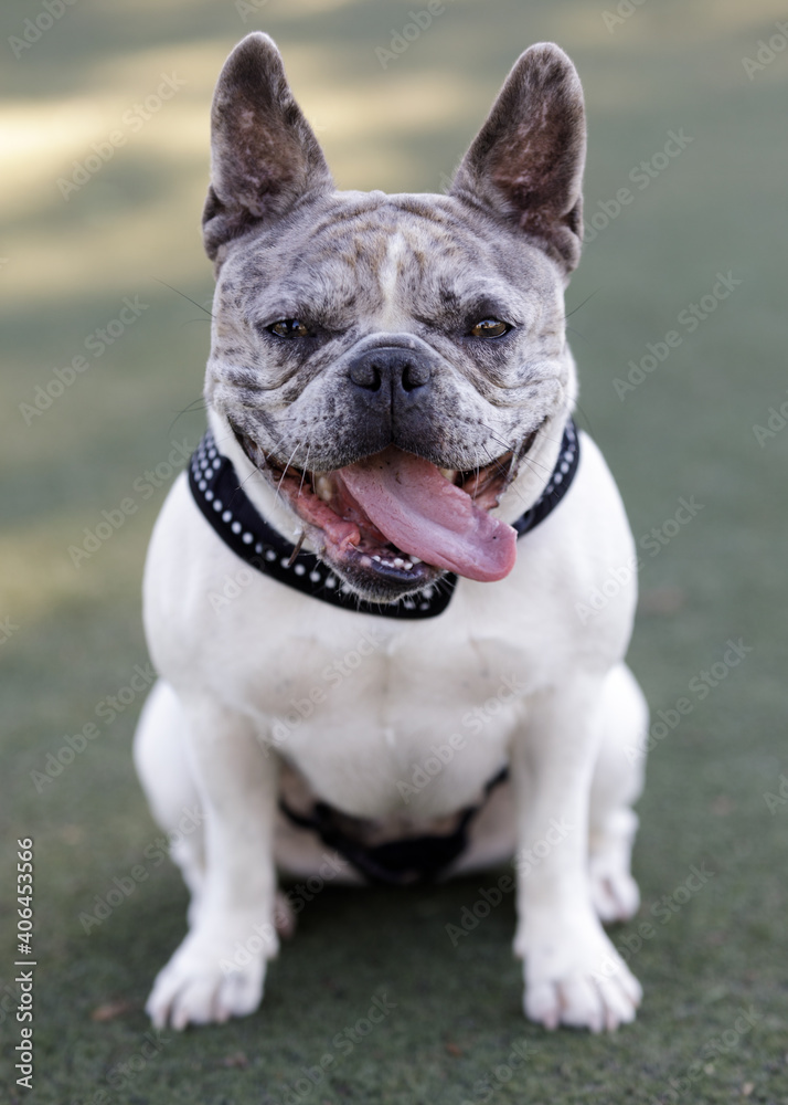 Merle White Frenchie Bulldog Female Puppy Sitting and Panting. Off-leash dog park in Northern California.