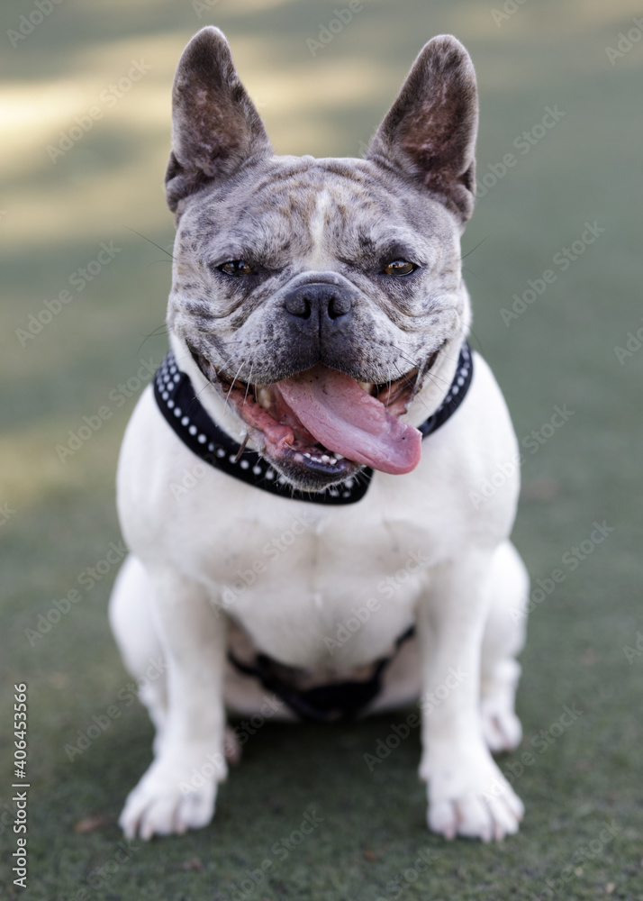 Merle White Frenchie Bulldog Female Puppy Sitting and Panting. Off-leash dog park in Northern California. Merle White Frenchie Bulldog Female Puppy Sitting and Panting. Off-leash dog park in Northern California.