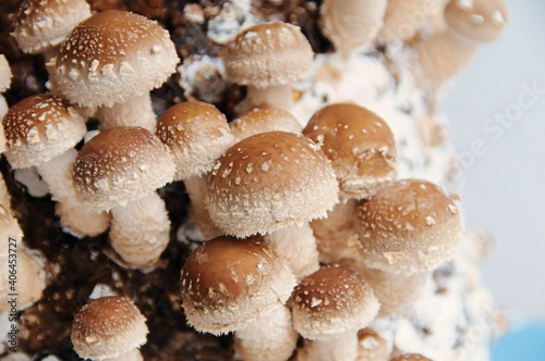 shiitake mushrooms growing
