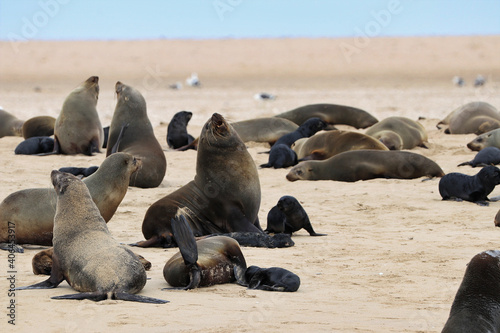 Seals Colony - Walvis Bay, Namibia, Africa © Christian