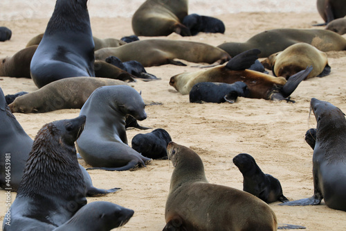 Seals Colony - Walvis Bay, Namibia, Africa